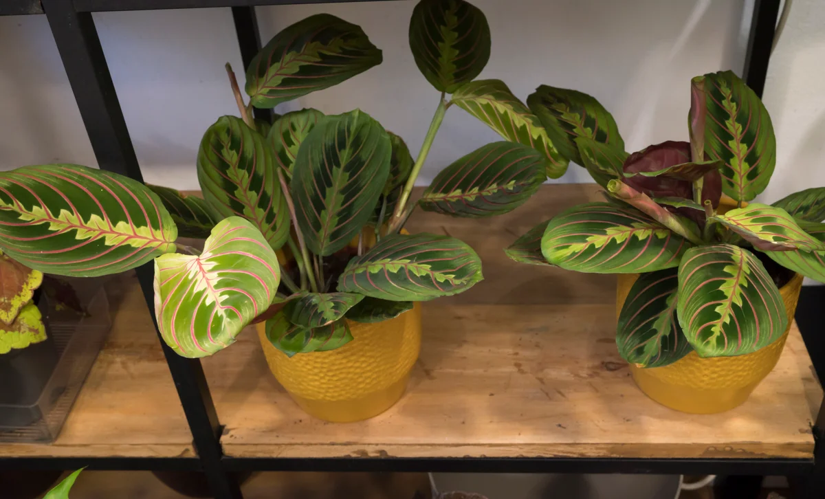 Prayer plant