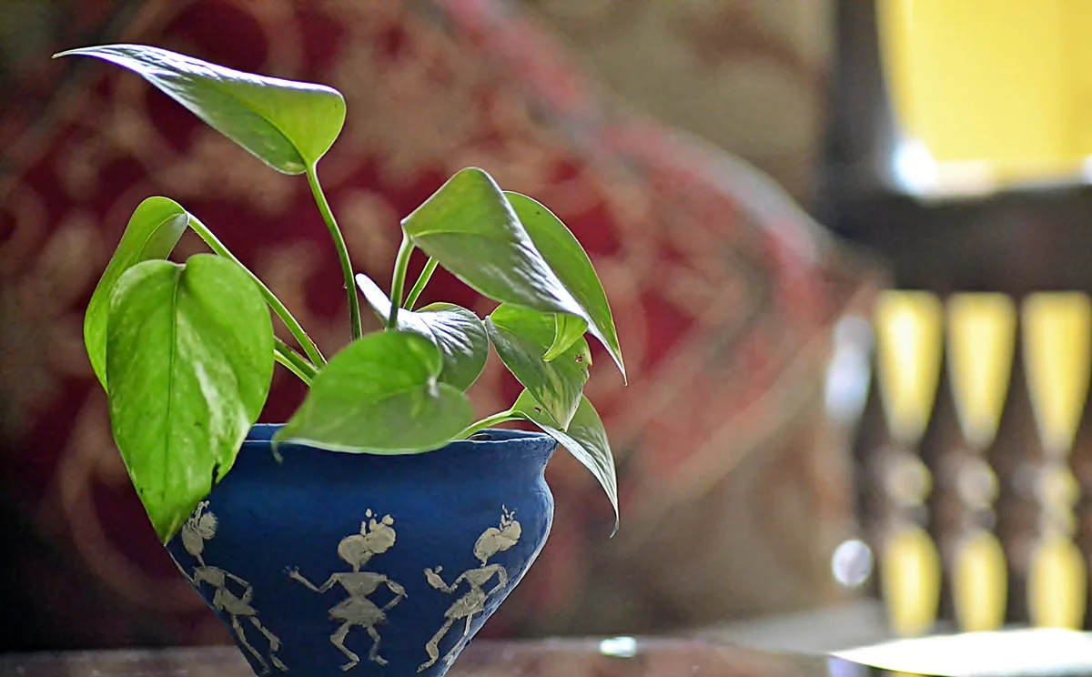 Pothos in an hand painted pot