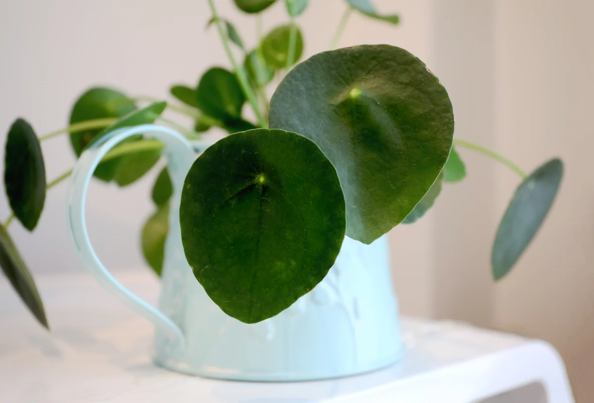 Chinese Money Plant