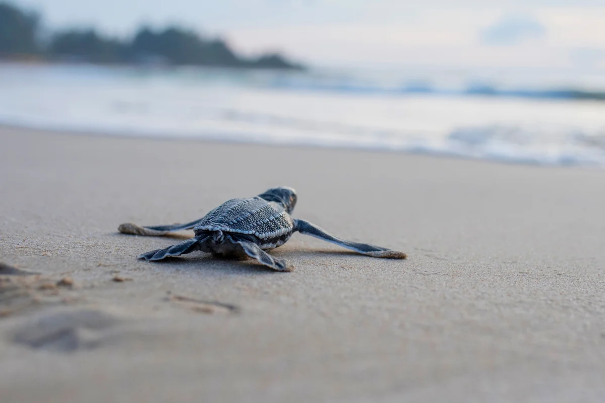 Leather back turtle babies are released into the sea