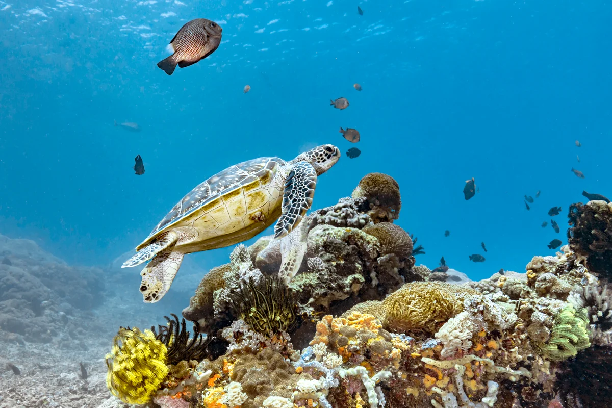 Green sea turtle habitat