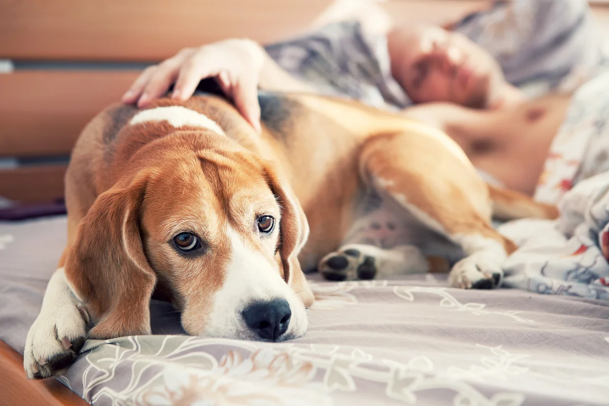 Beagle lying in bed with his sleeping owner