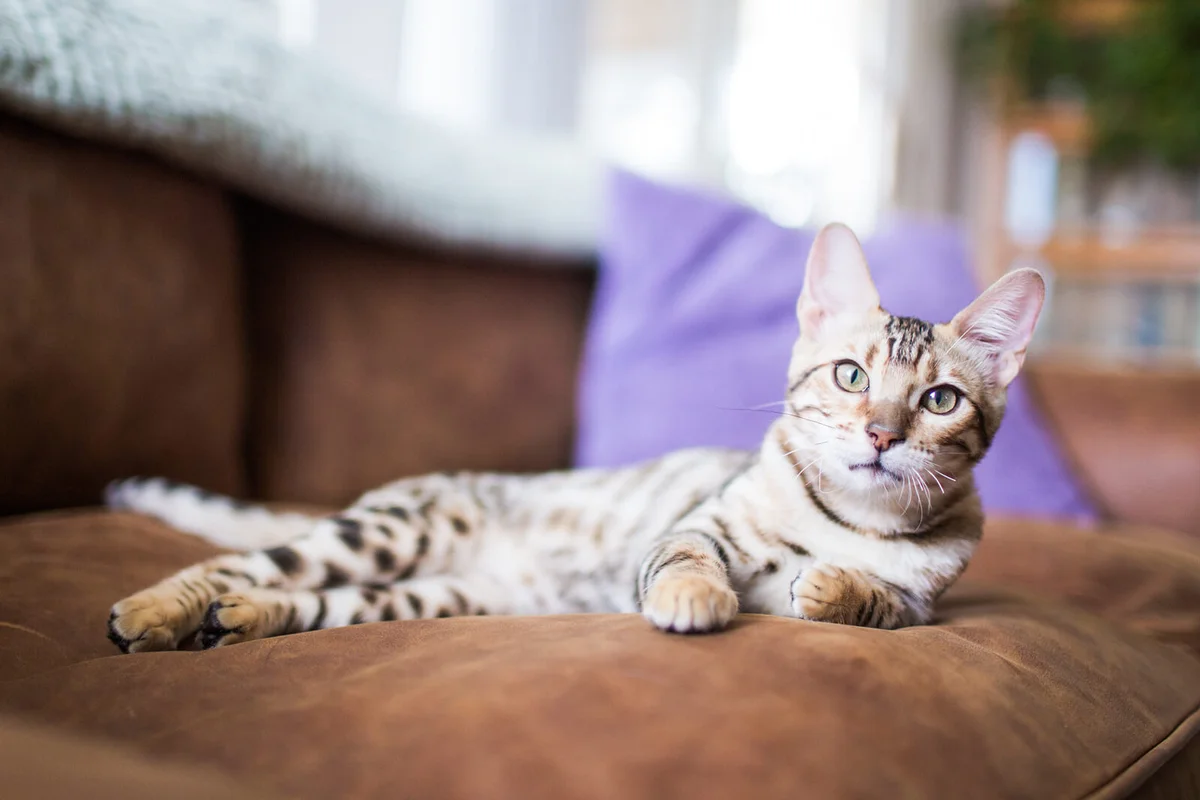 Bengal kitten laying on couch