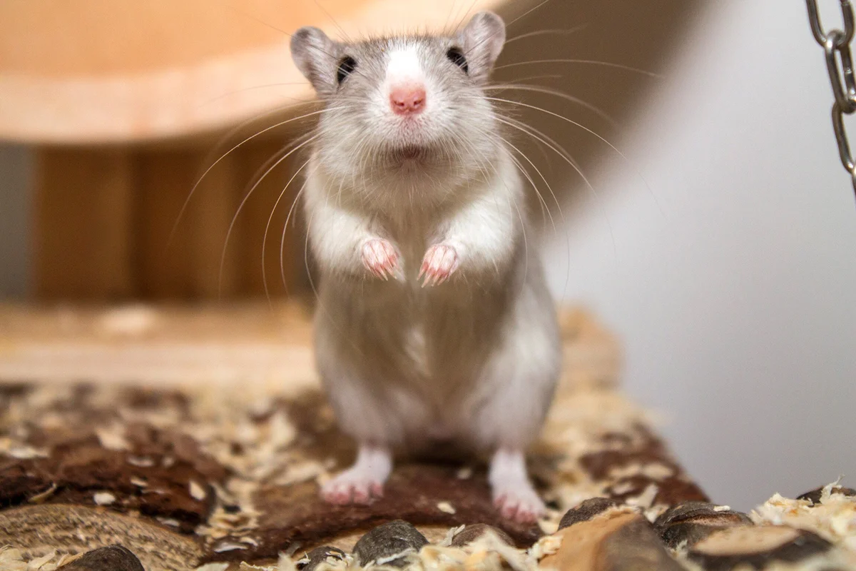 Gerbil on hind legs
