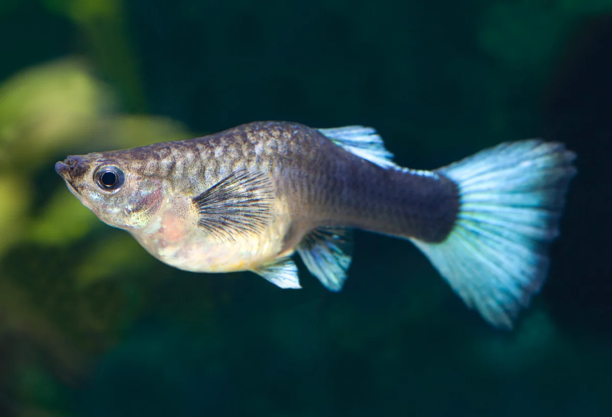 Pregnant female Guppy