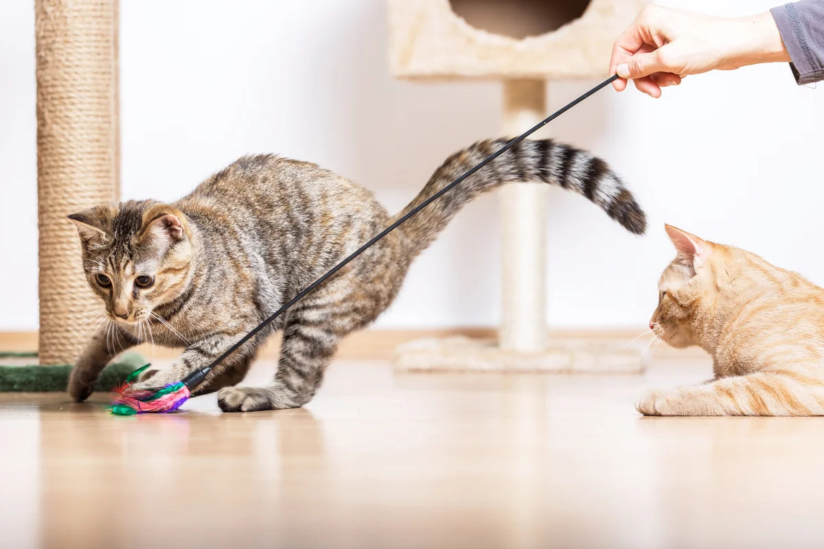 Cats Playing in Living Room