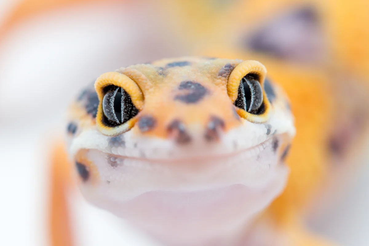 Adorable closeup of leopard gecko