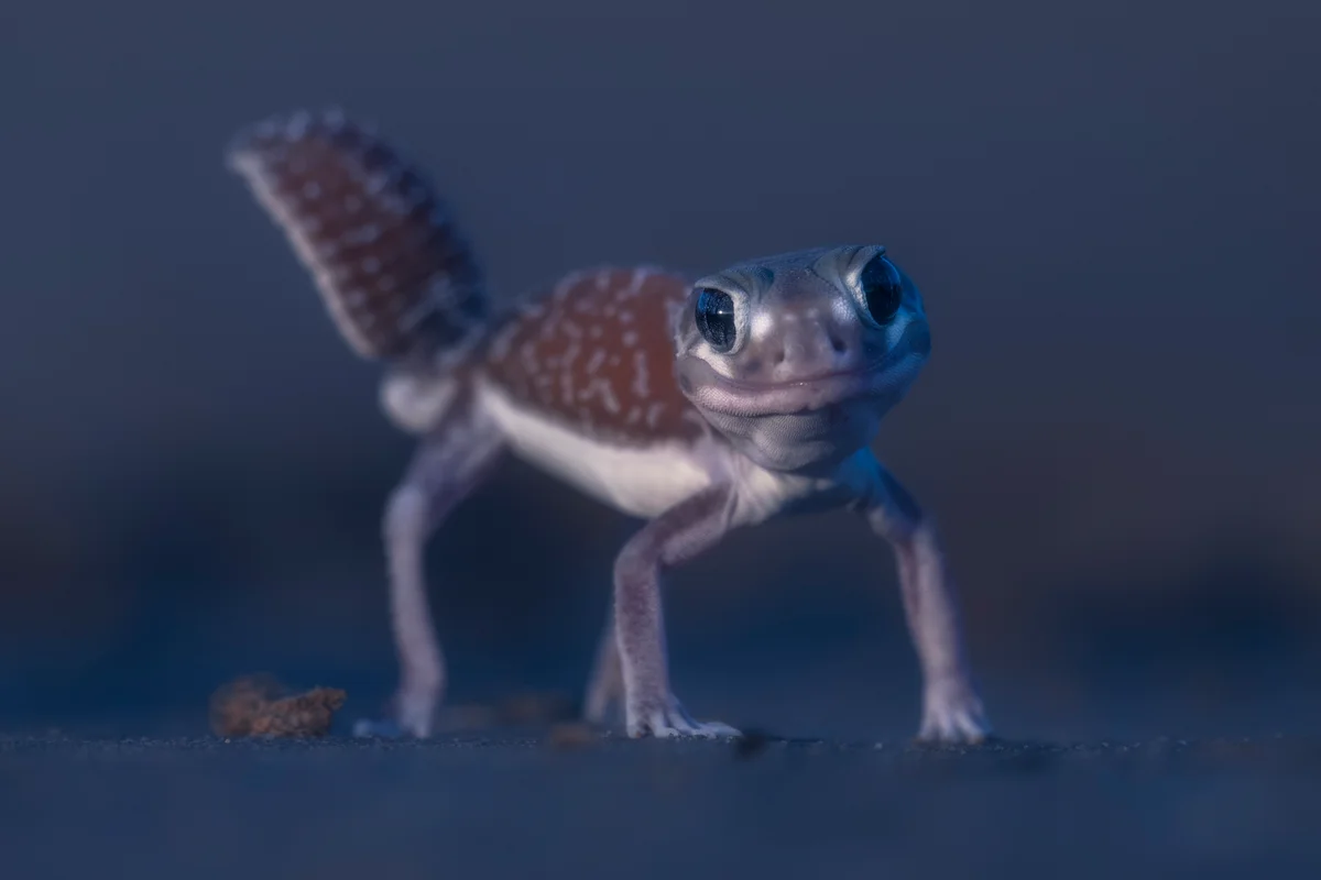 Closeup of knob-tailed gecko