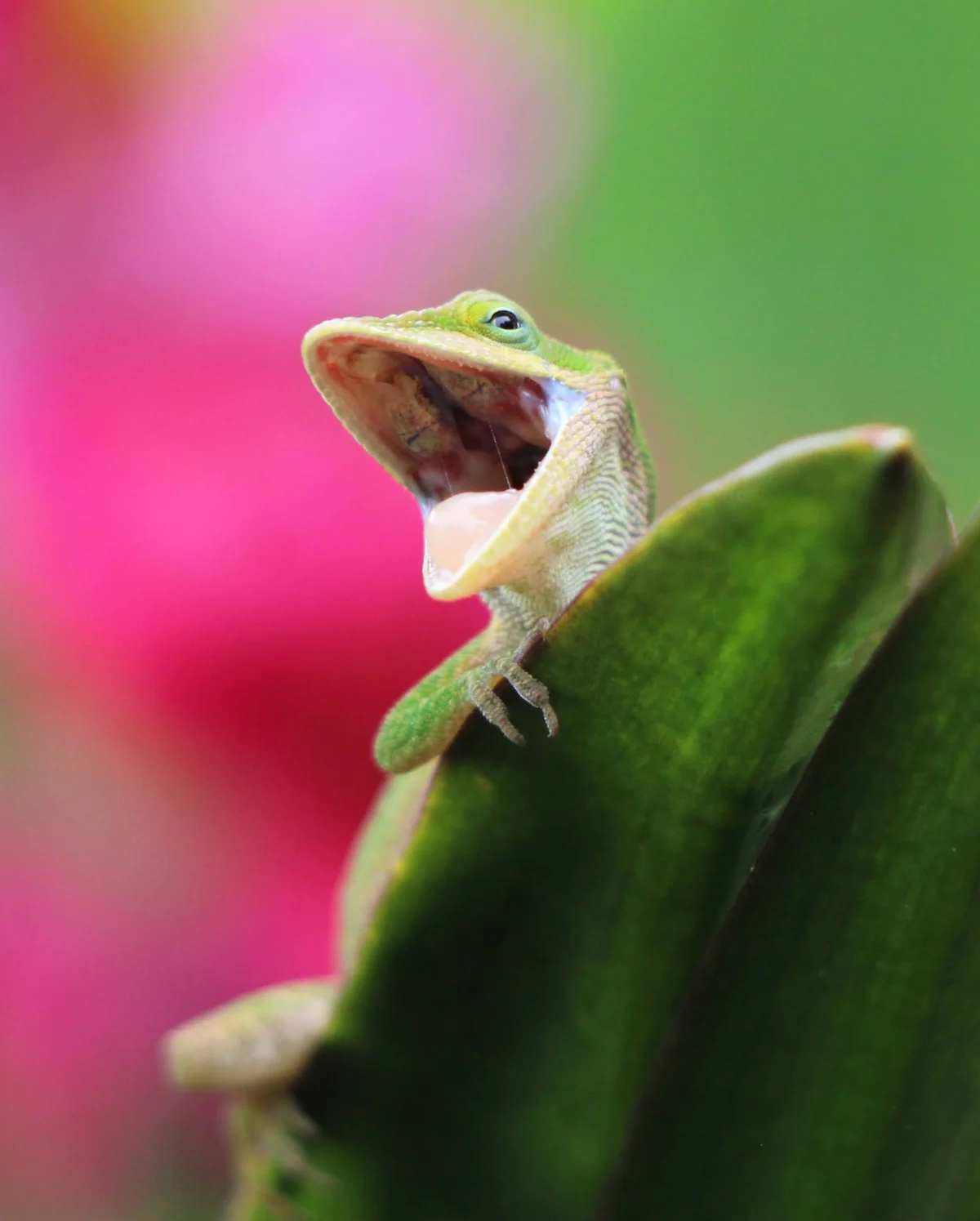 Closeup of green anole on a leaf with mouth wide open