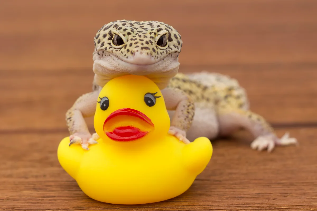 Adorable leopard gecko with a rubber ducky