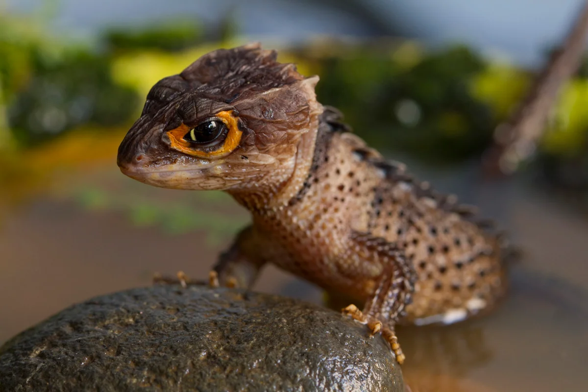 Closeup of a Red-eyed crocodile skink perched on a rock