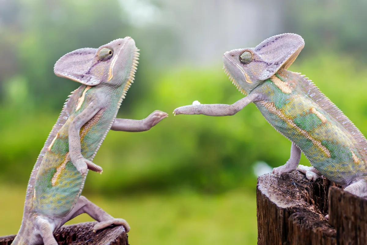 Two chameleons reaching for each other's hands