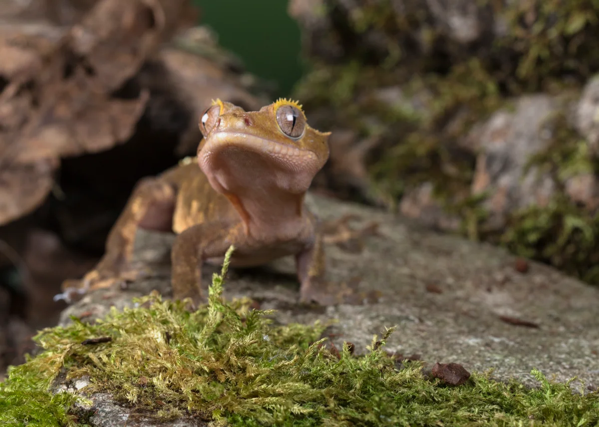 Closeup of a crested gecko