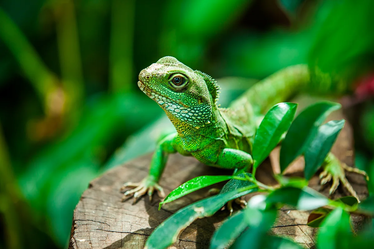 Bright green water dragon posing on a rock with leaves