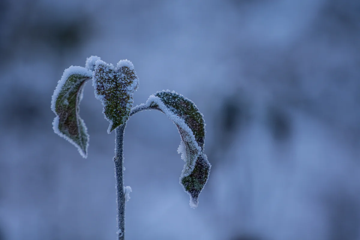 frozen plant with leaf droop