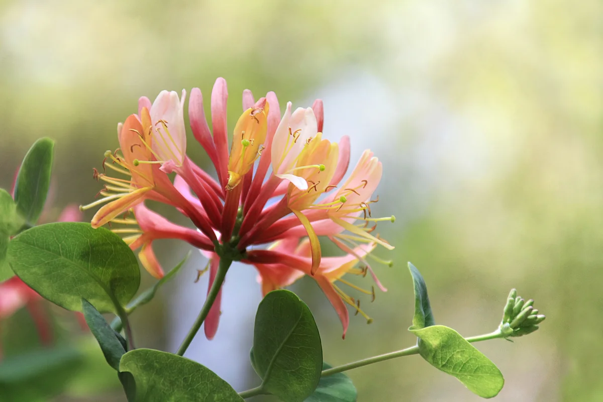 Honeysuckle