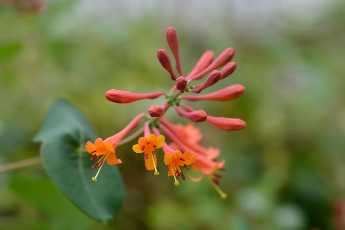 Honeysuckle