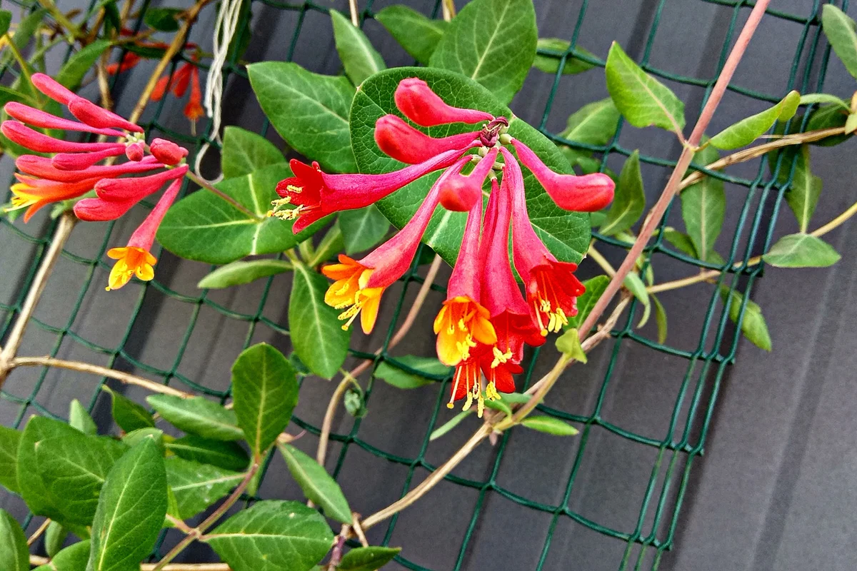 Gold Flame Honeysuckle