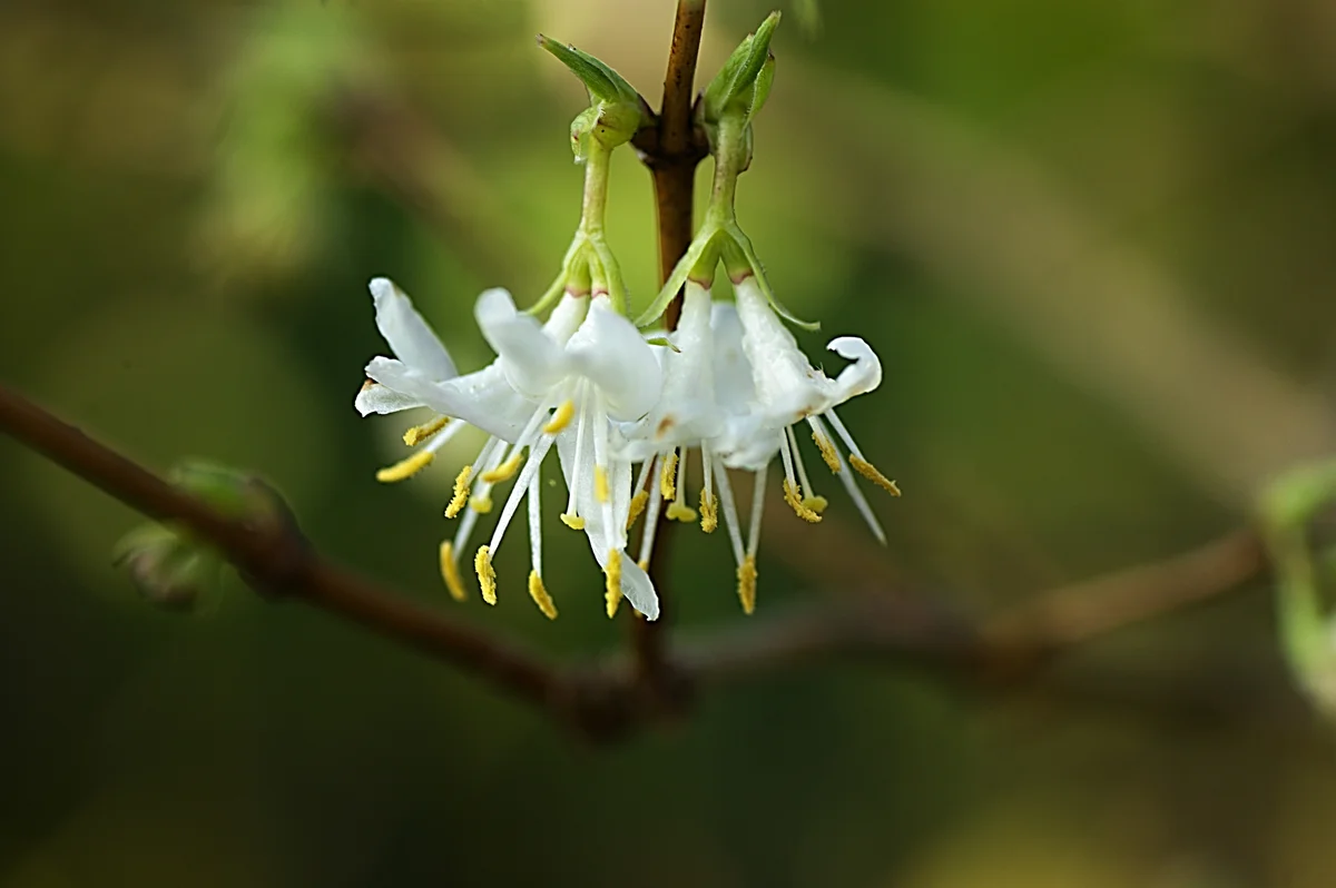 Lonicera fragrantissima