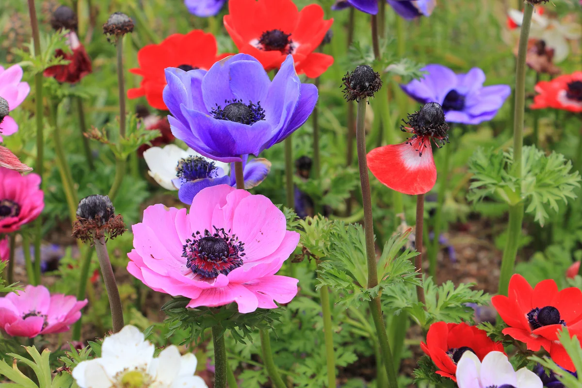 Colorful poppy anemone flower (Anemone Coronaria)
