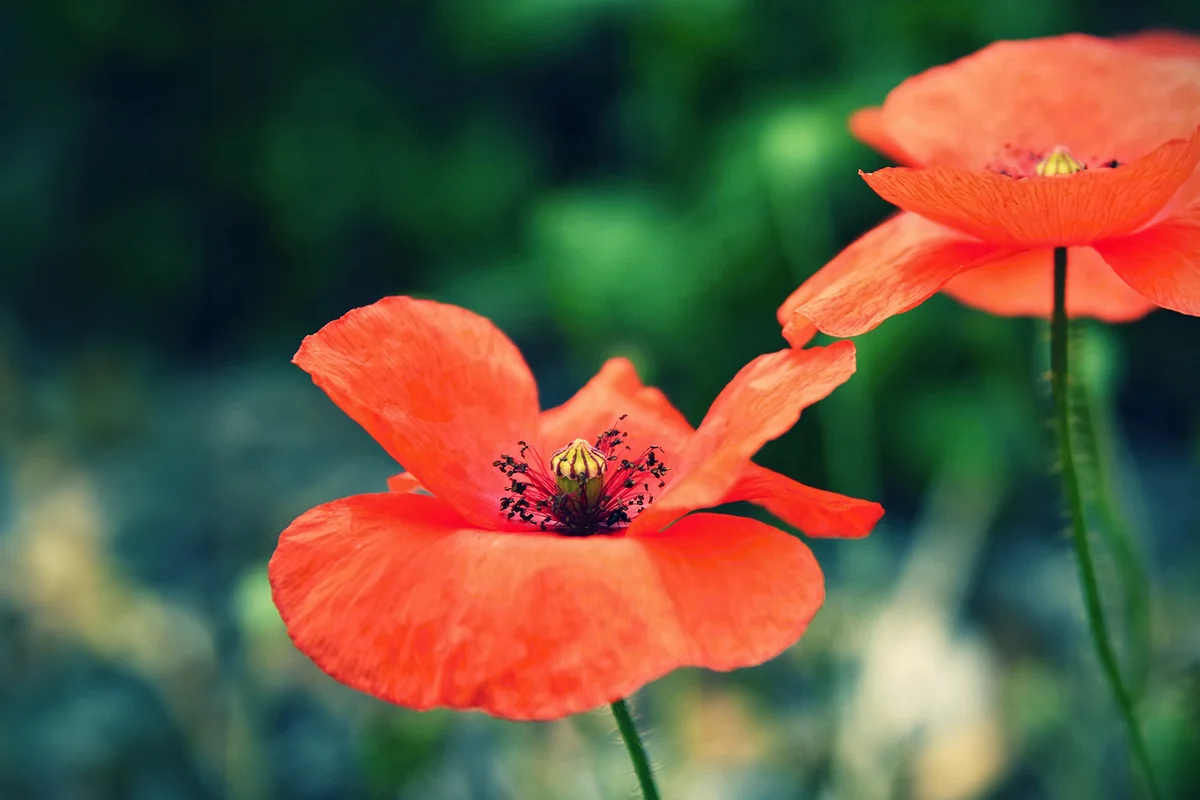 Close-up of poppies with blurred background