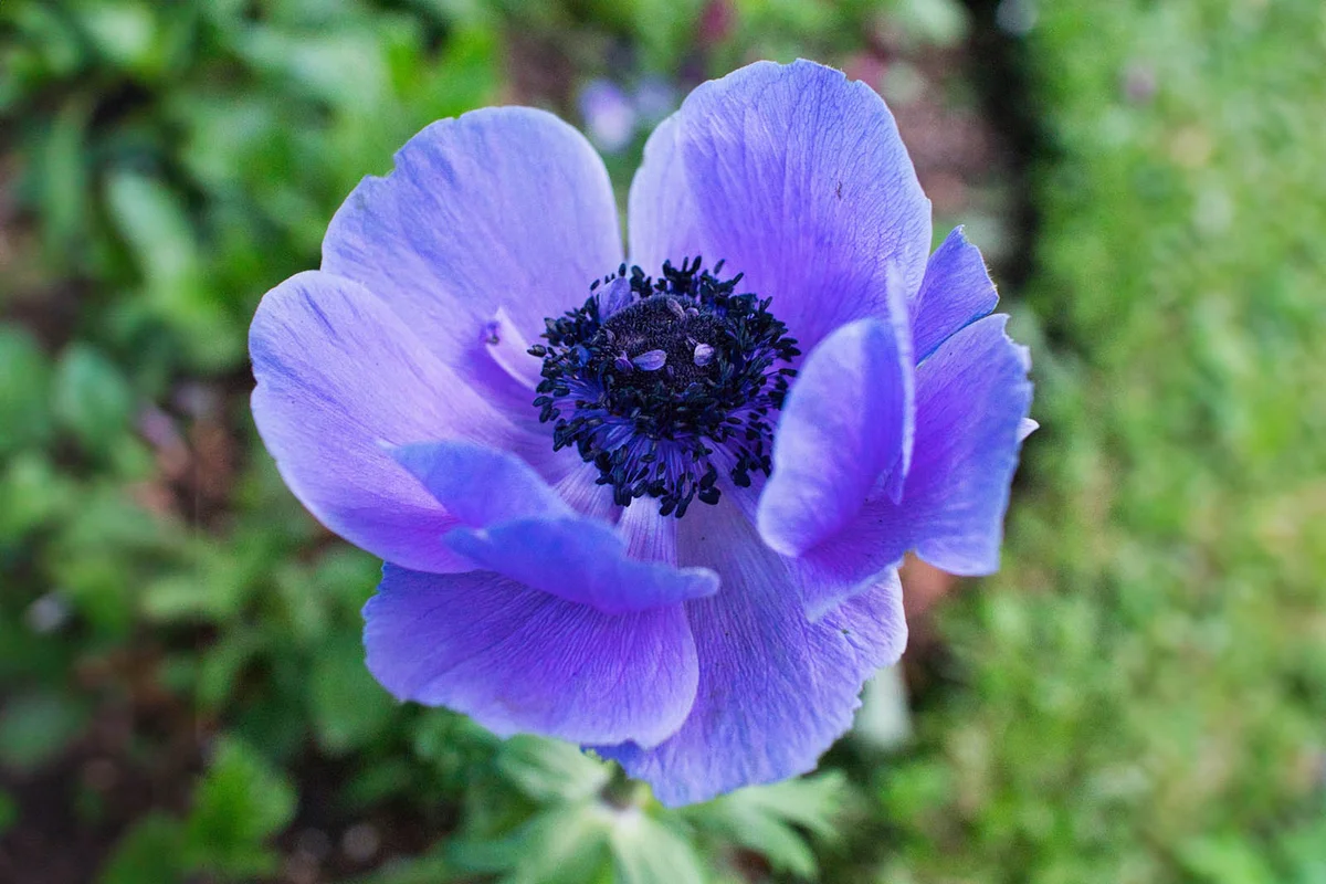 Vertical closeup of an anemone in a garden under the sunlight