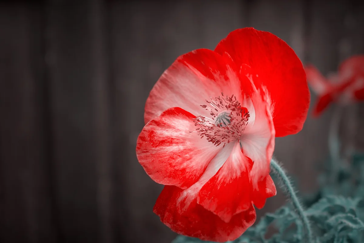Red poppy flowers in tropical garden in the spring