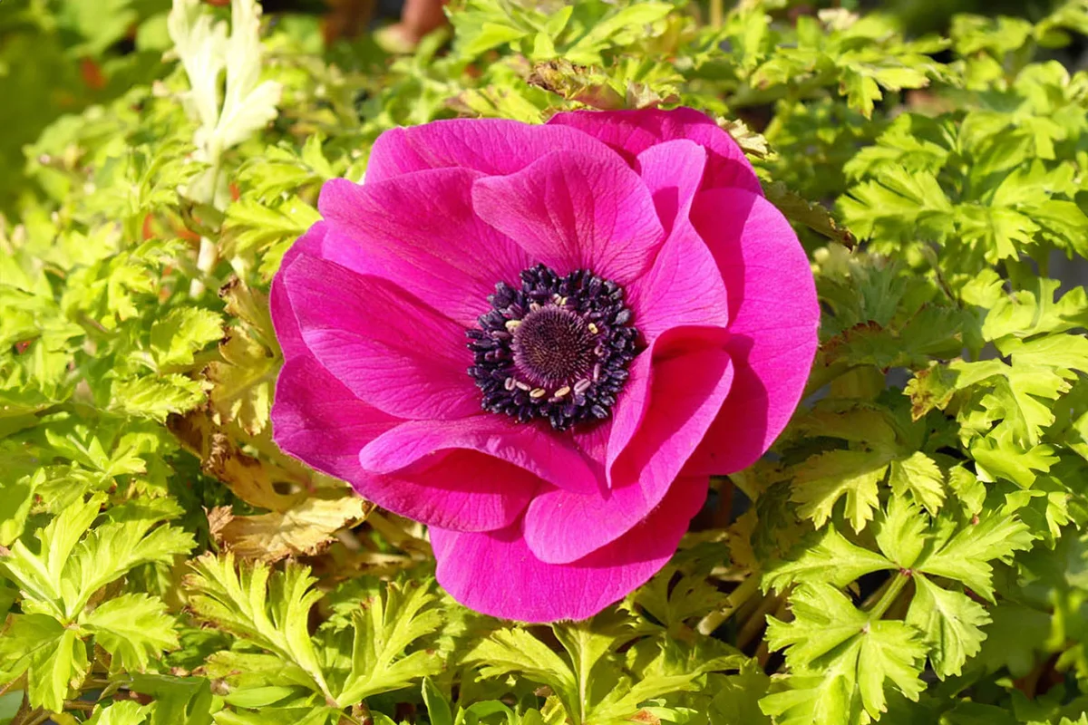 Anemone coronaria 'Sylphide'