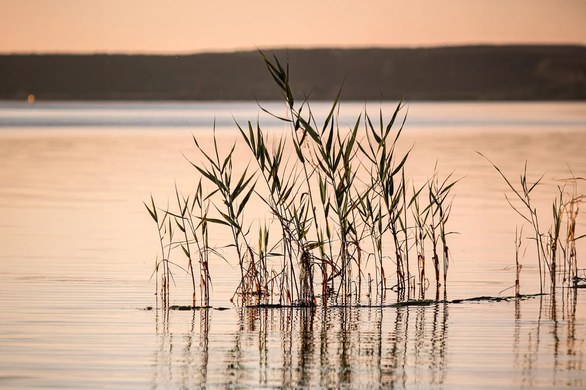 reeds on the lake against sunset background