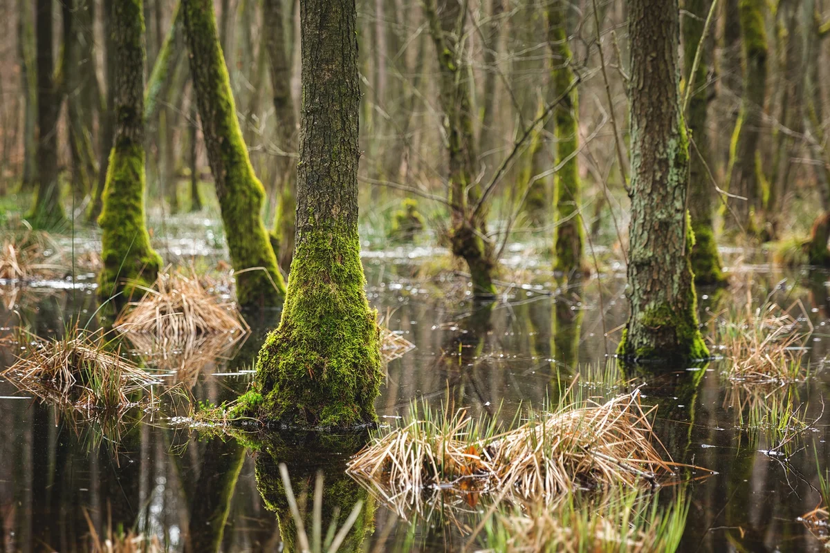 Mesmerizing view of the trees and plants and the river in the forest