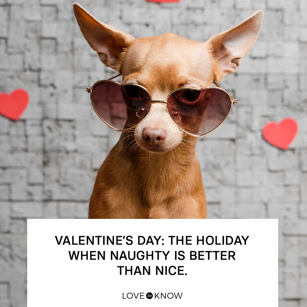 Cute little chihuahua dog surrounded by hearts