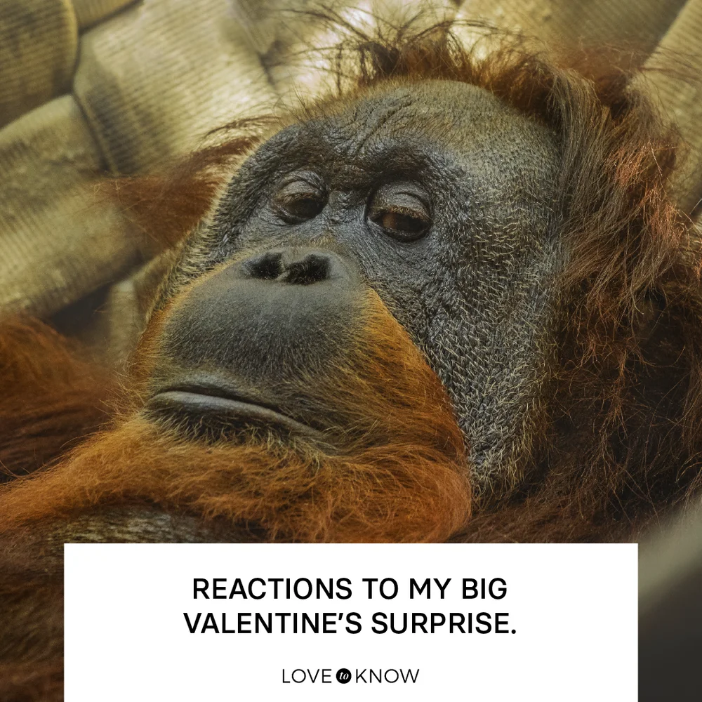 Orangutang with side eye