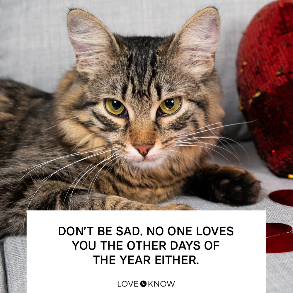 Sassy Valentine's day cat