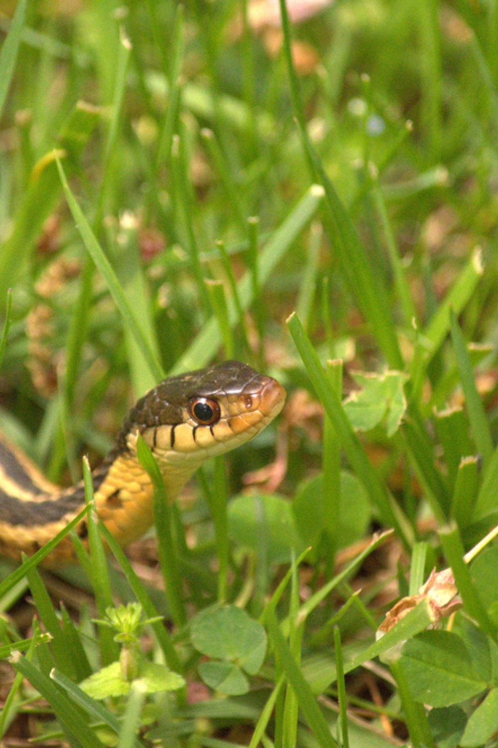 What Garden Snakes Eat & How They Help Your Garden