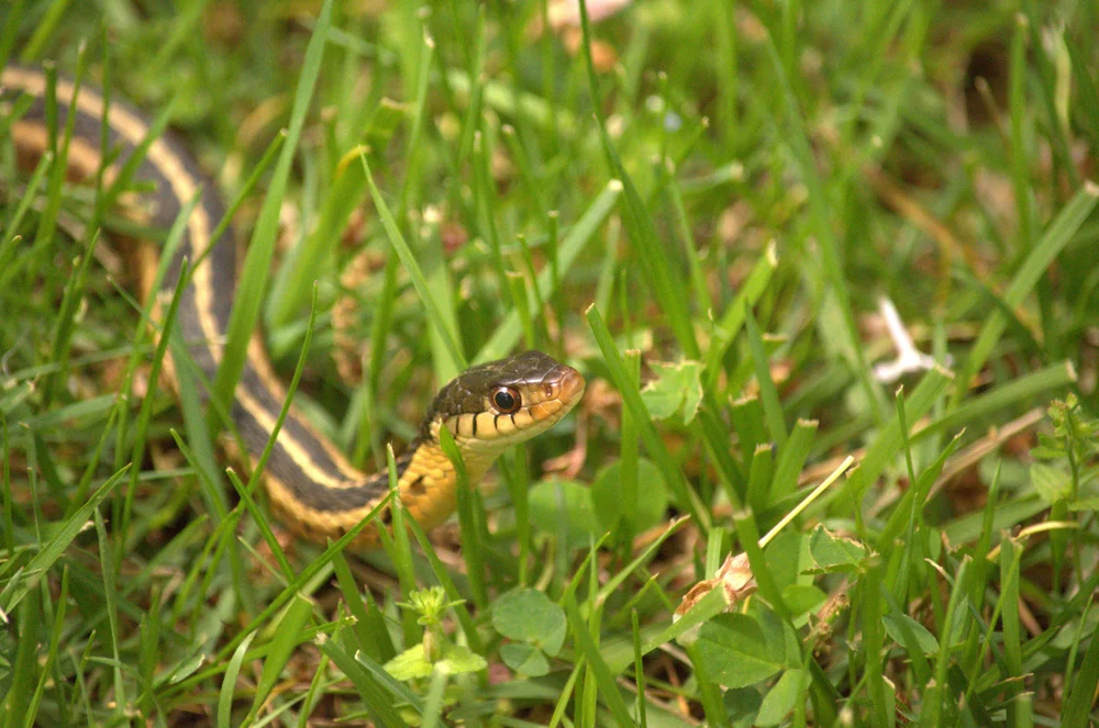 garden snake in the grass