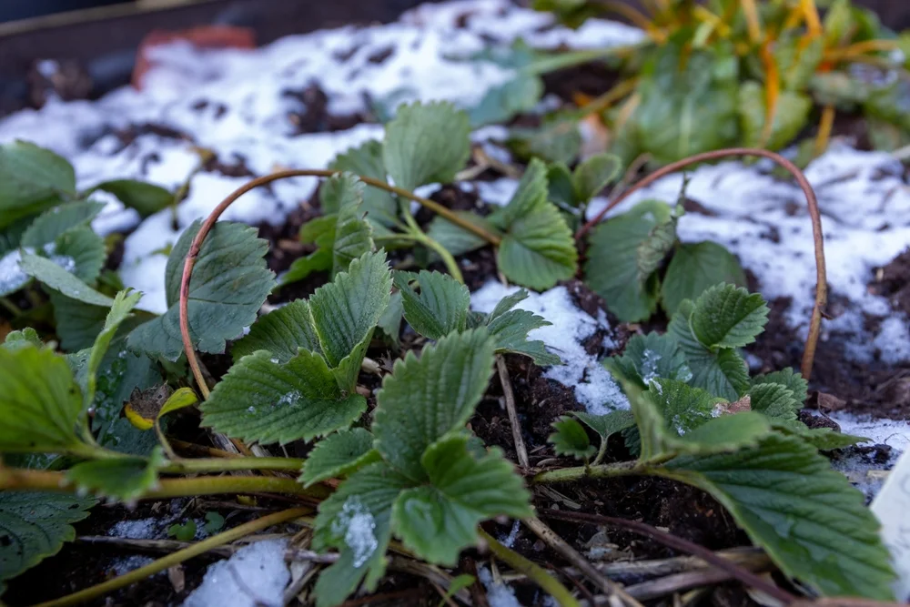 strawberry plants in heavy frost