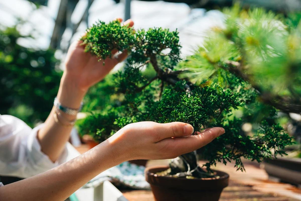 Woman working on bonsai tree