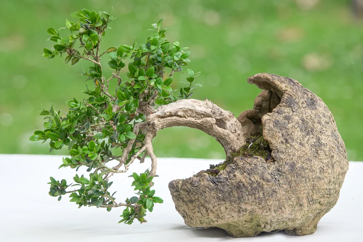 Boxwood tree bonsai