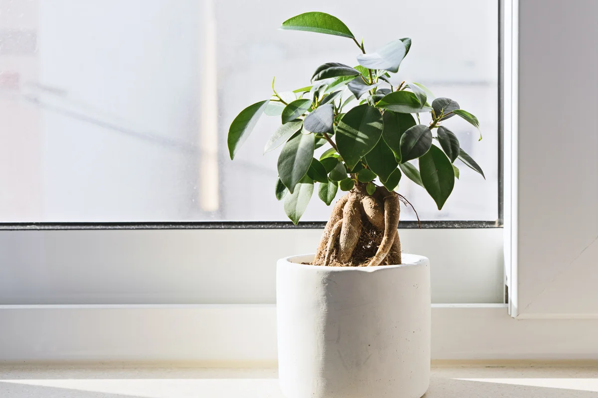 Potted Ficus Bonsai