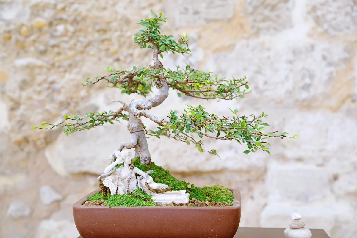 Chinese elm bonsai tree against a stone wall