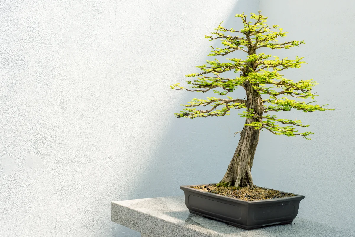 Bald Cypress Bonsai