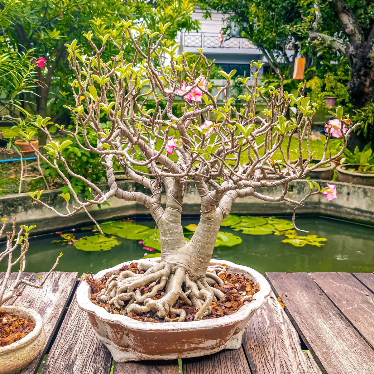 Desert rose Bonsai by a small pond