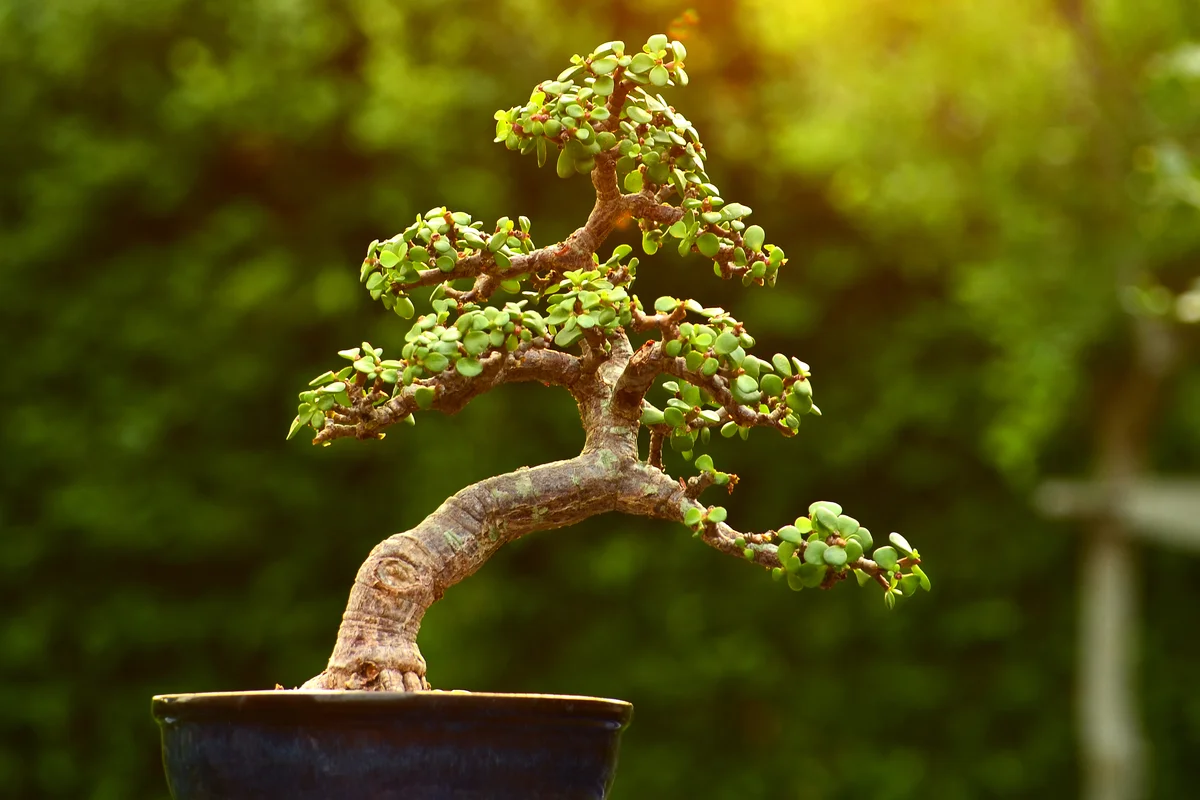Jade bonsai tree