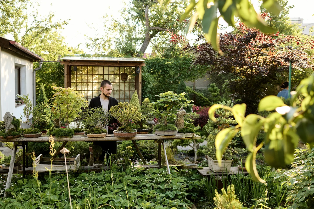 Young man taking care of his bonsai tree garden