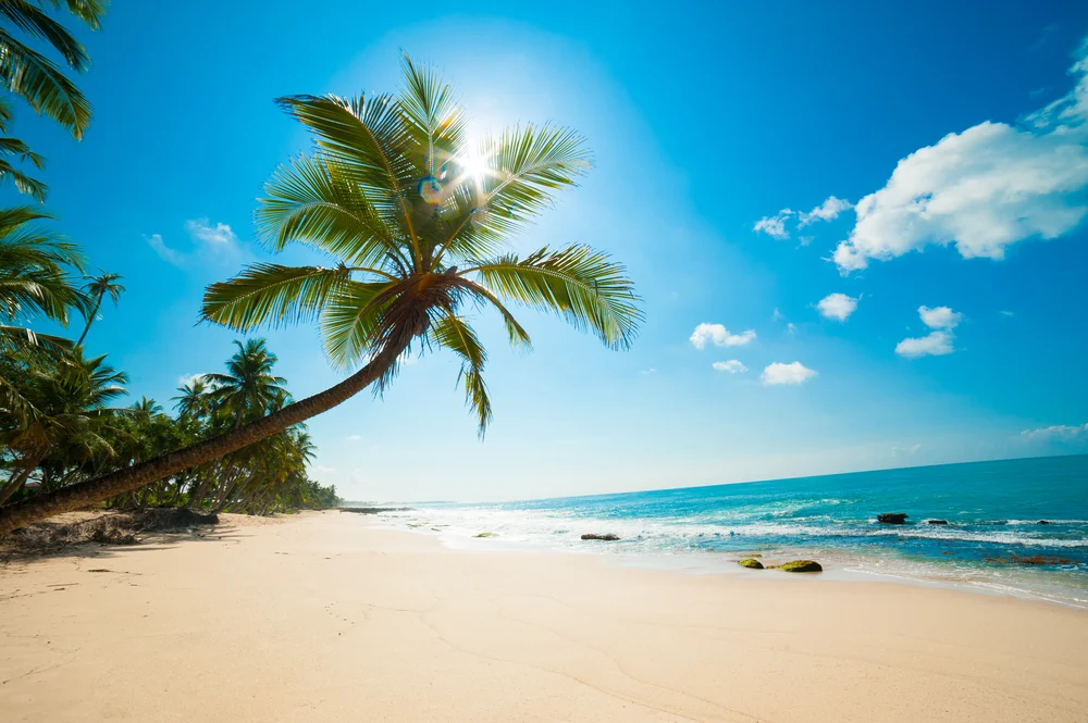 Palm tree in a white sand beach on a sunny day