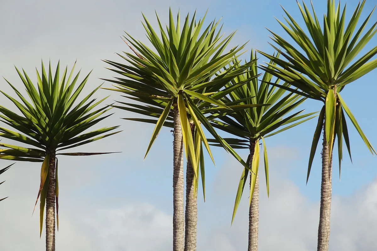 Cabbage palm trees