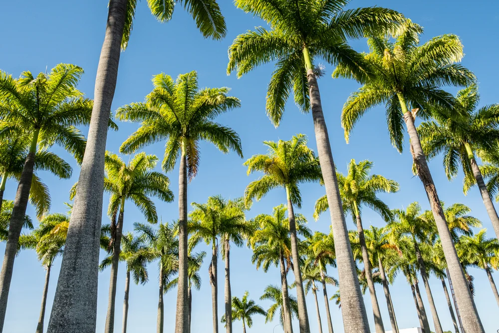Royal palm trees and blue sky