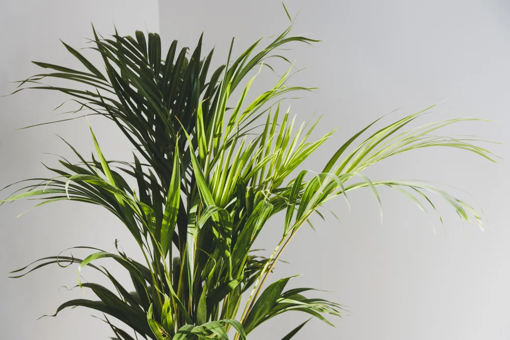 Cane Palm Tree Indoors