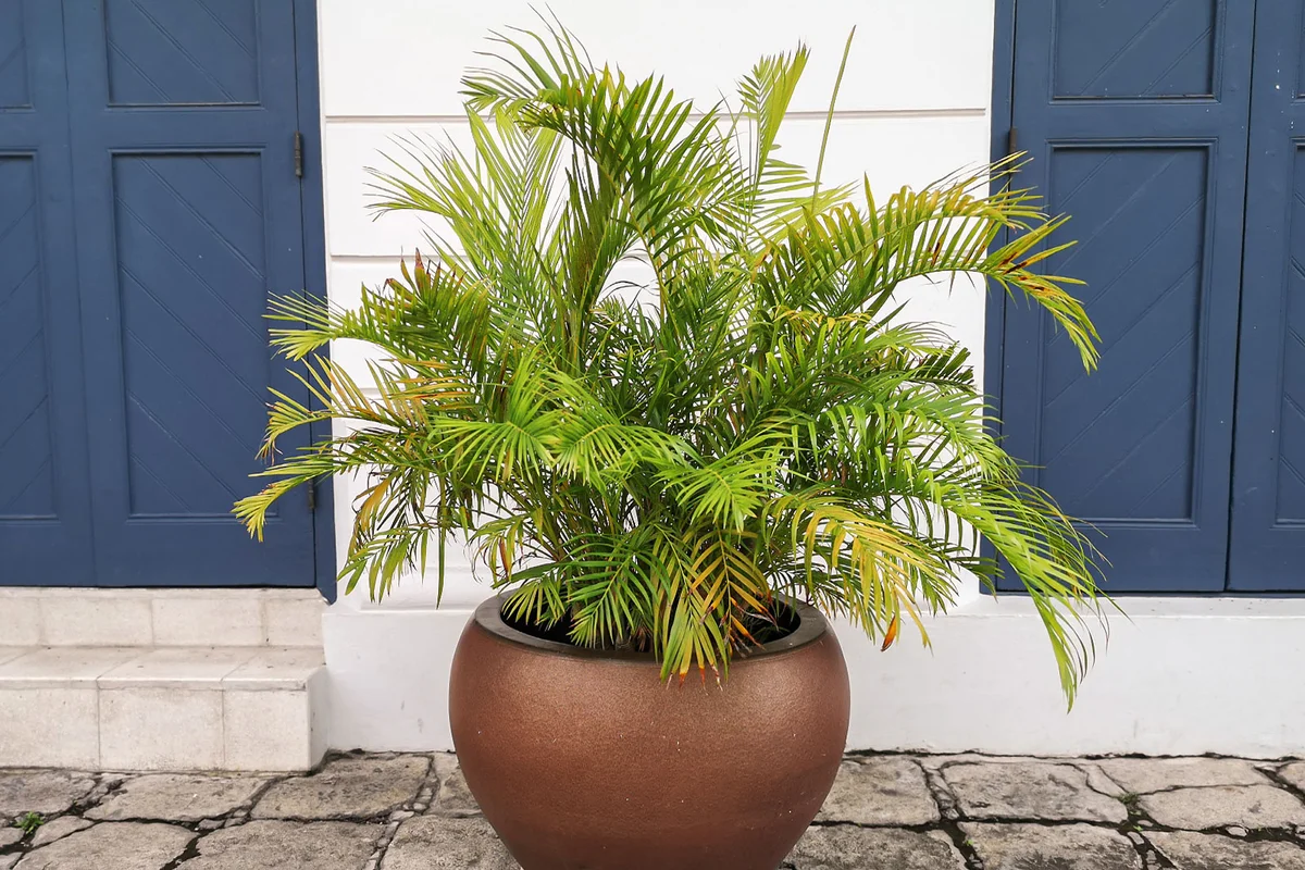 Macarthur cluster palm in a plant pot