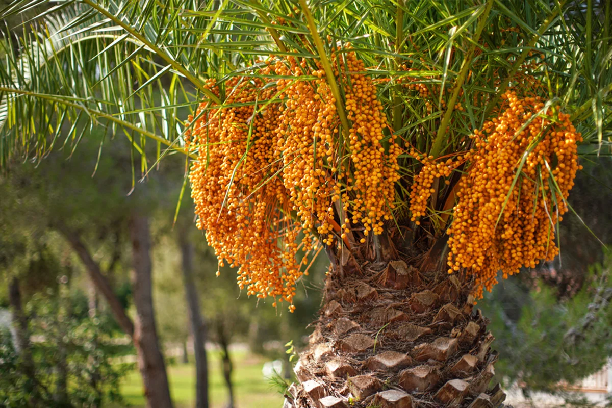 Butia capitata palm tree with its fruits